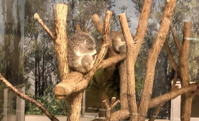 木の上で眠るコアラ